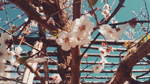 Low angle view of cherry blossoms in spring