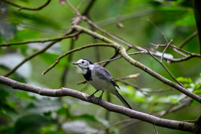 Low angle view of bird perching on tree