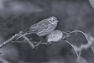 Close-up of bird perching on branch