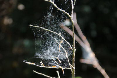 Close-up of frozen leaf on spider web