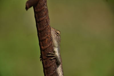 Close-up of lizard on tree trunk