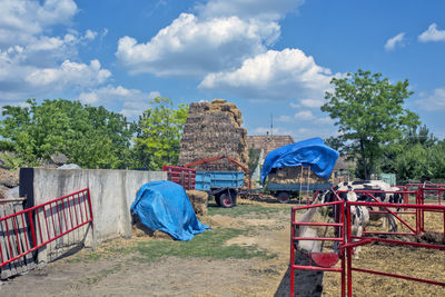 Large village yard and cow farm. the trailer is loaded with hay, and cow feed is taken from it.