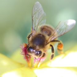 Close-up of bee pollinating on flower