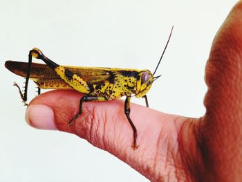 Close-up of hand holding butterfly