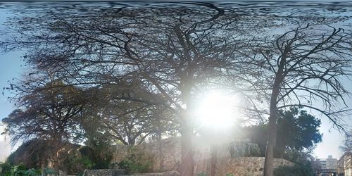 Sun shining through trees