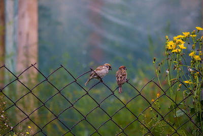 Birds perching on metal fence