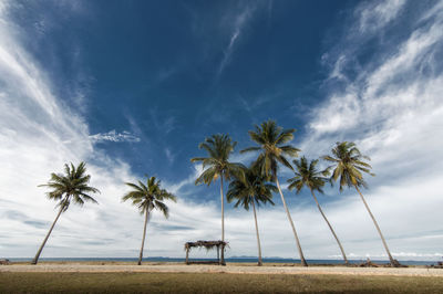Palm trees on beach against blue sky
