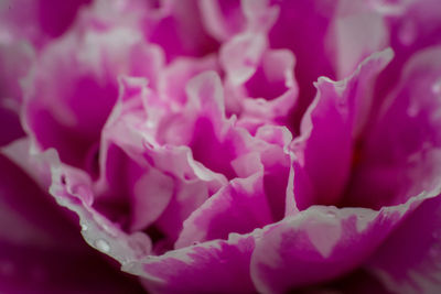 Close-up of pink rose flower