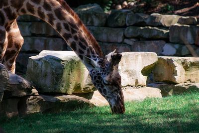 View of horse drinking from rock in zoo