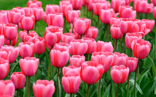 Close-up of pink tulips in field
