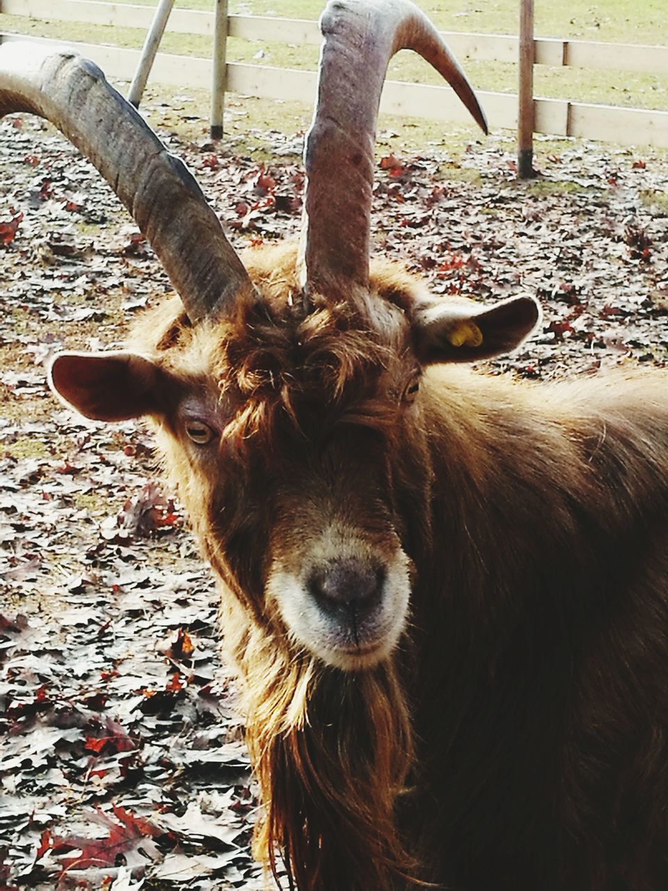 animal themes, one animal, portrait, mammal, animals in the wild, no people, deer, antler, domestic animals, day, outdoors, nature, donkey