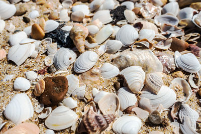 Full frame shot of seashells