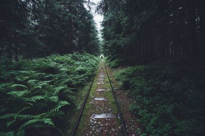 Railroad tracks amidst trees in forest