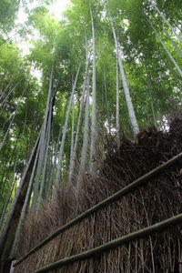 View of bamboo trees in forest