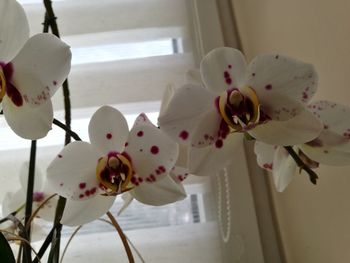 Close-up of orchid