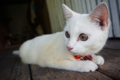 Close-up of cat looking away