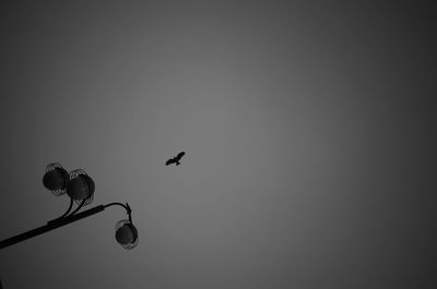 Low angle view of birds on the sky