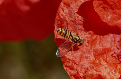 Close-up of bee on red leaf