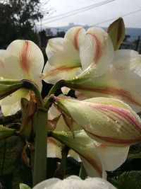 Close-up of wet flower blooming outdoors