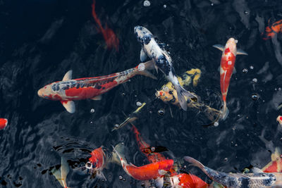 Koi swimming in a water garden,fancy carp fish,koi fishes,koi fish swim in pond.