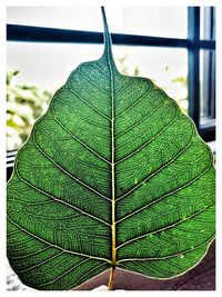 Close-up of fresh green leaf