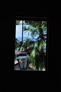 Close-up of palm trees seen through window