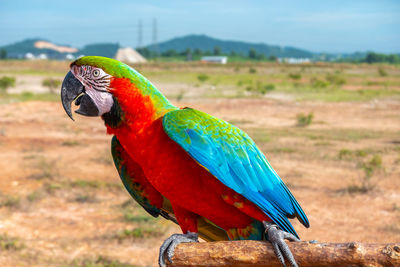 Close-up of parrot perching on a field