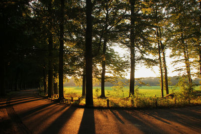 Trees in forest during autumn