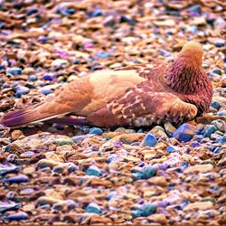 Close-up of bird