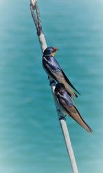 Close-up of bird perching on wood against lake