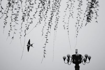 Low angle view of birds flying against clear sky
