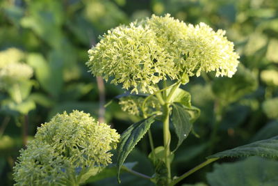 Close-up of flowering plant