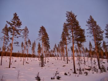 Trees on snow covered field against sky