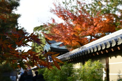 Autumn tree by building