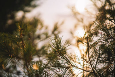 Close-up of pine tree