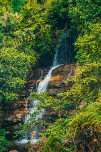 Stream flowing amidst trees in forest