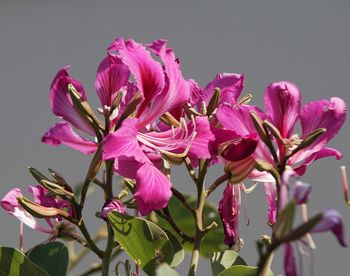 Close-up of pink flowering plant