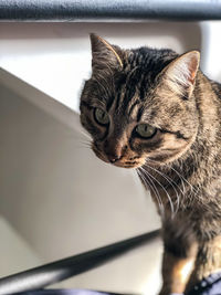 Close-up of a cat looking away