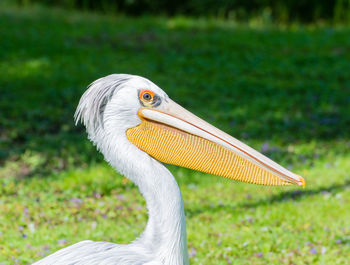 Red-ragged girly cultivates its soft plumage