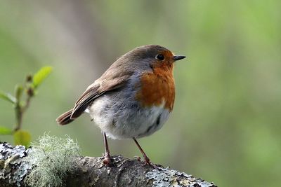 Close-up of bird perching outdoors