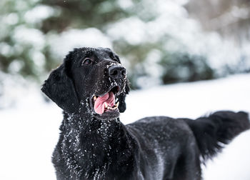 Close-up of a dog looking away