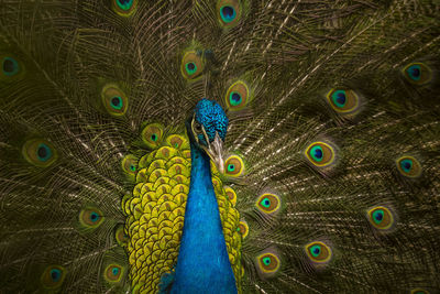 Close-up of peacock with fanned out feathers