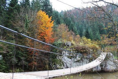 Trees in forest against sky during autumn