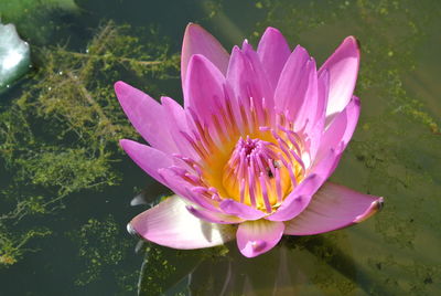 Close-up of lotus water lily in lake