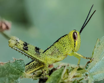 Close-up of insect on leaf