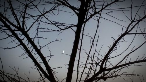 Low angle view of silhouette bare tree against sky