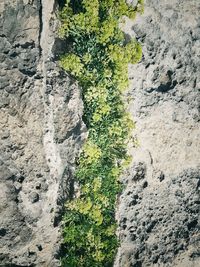 High angle view of plants growing on rock formations during sunny day