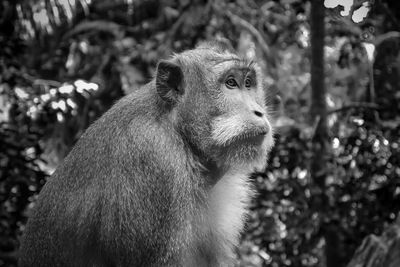 Close-up of a monkey looking away