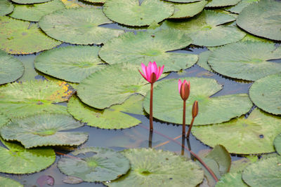 water lily