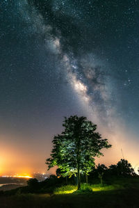 Trees against sky at night
